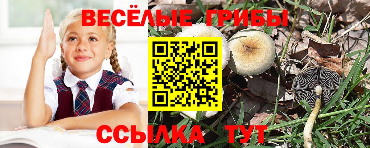 закладки  Псилоцибиновые грибы Cubensis  Вход с VPN  Троицк 